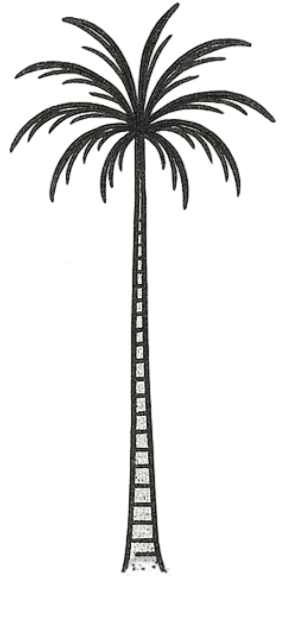 Minimalist Sketch Style Tall Palm Tree Tropical Summer Beach Herbal Temporary Tattoo